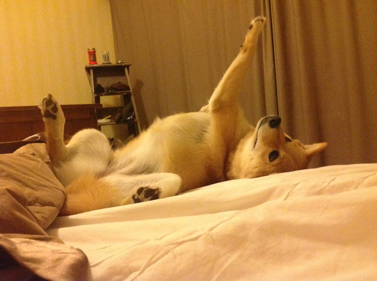 唯一性文章，新疆队横扫猛龙，周琦如何统治全场成为绝对主宰？