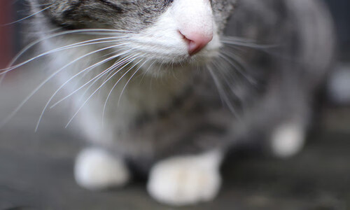 草根逆袭之夜，四川队鏖战热火，布伦森独揽巨星之心