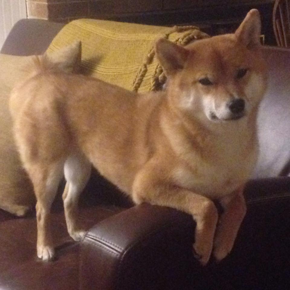 洲际对话中的德国星光，当穆勒的智慧点亮一场特殊的智澳之战