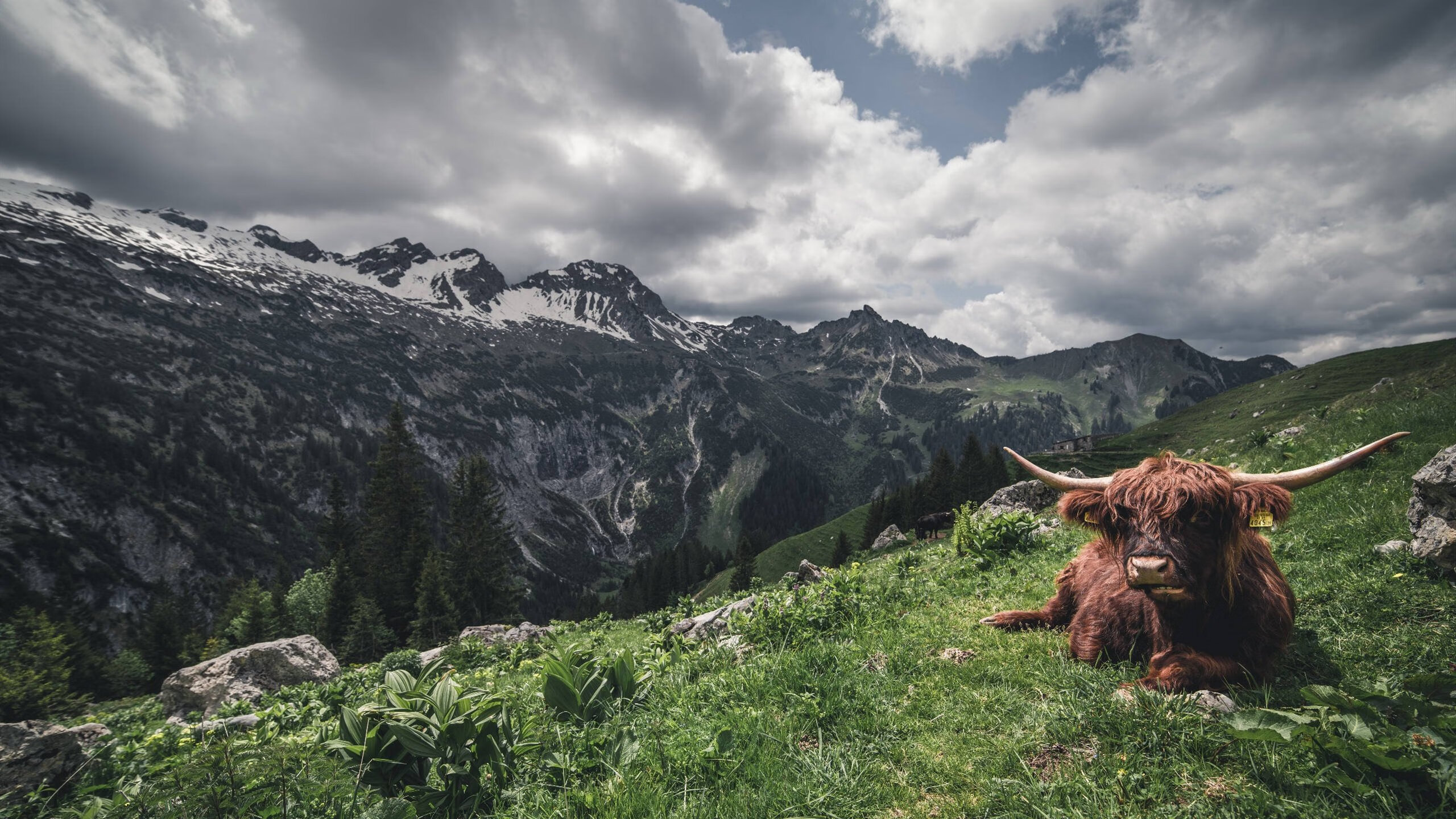 伊布的压制级魔法，卡塔尔对阵摩洛哥的独特视角