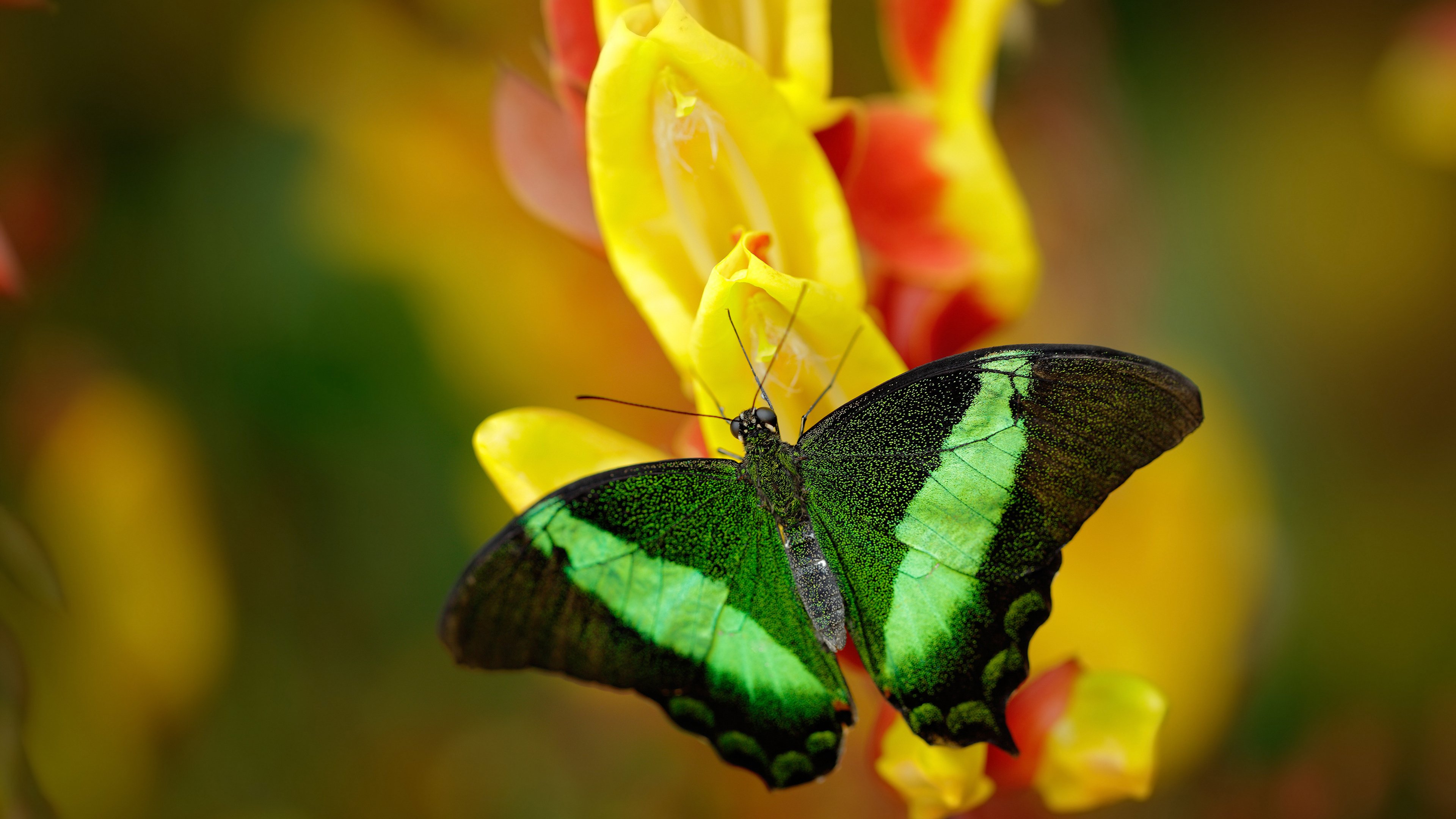 红龙之牙,当威尔士基因撕碎阿森纳的优雅