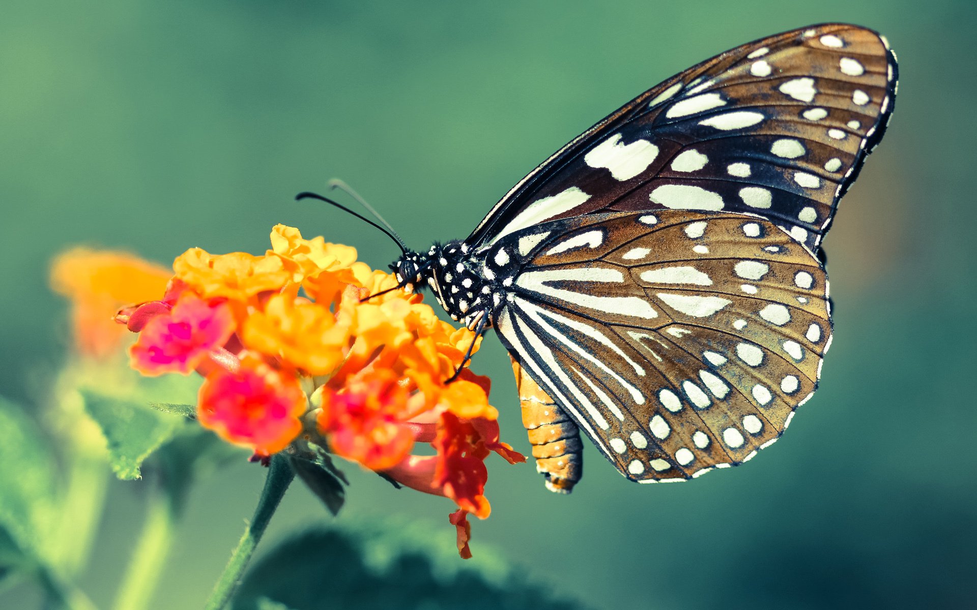 数据战争,当莱万的节奏成为英格兰与中国足球的共同考题