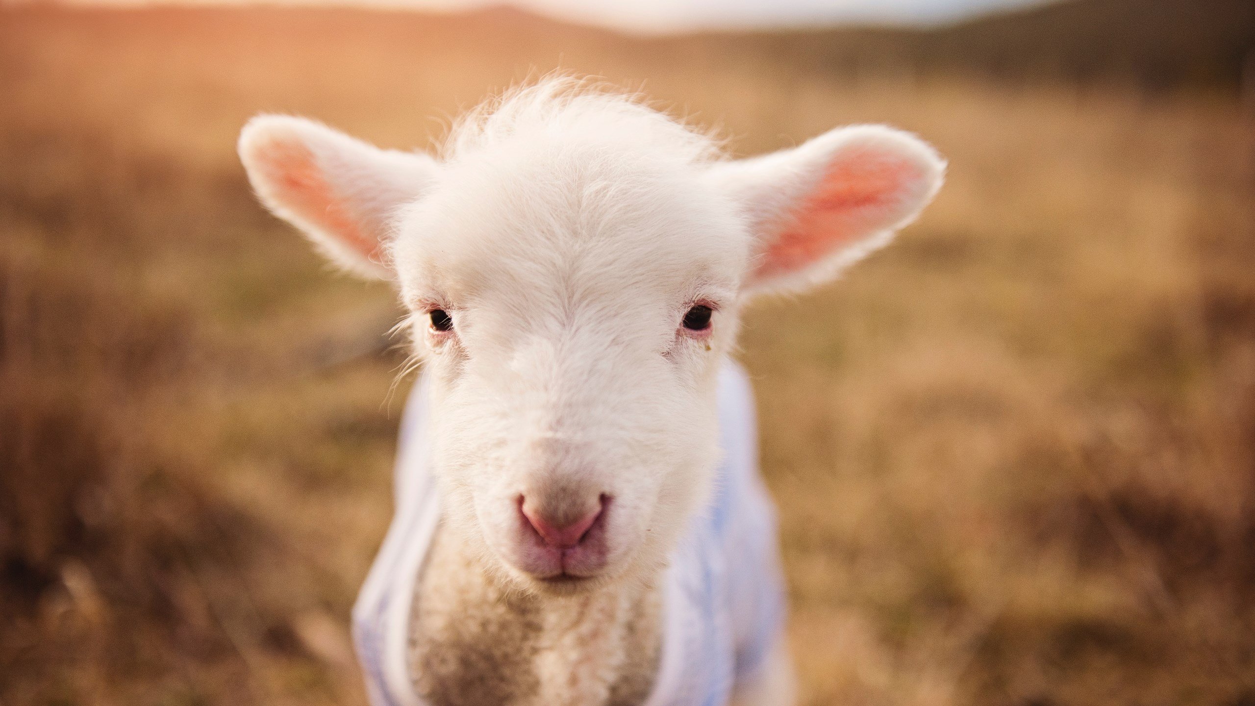 绿茵桑巴与翡冷翠韵律，马丁内利如何用连续得分诠释佛罗伦萨的巴西节奏