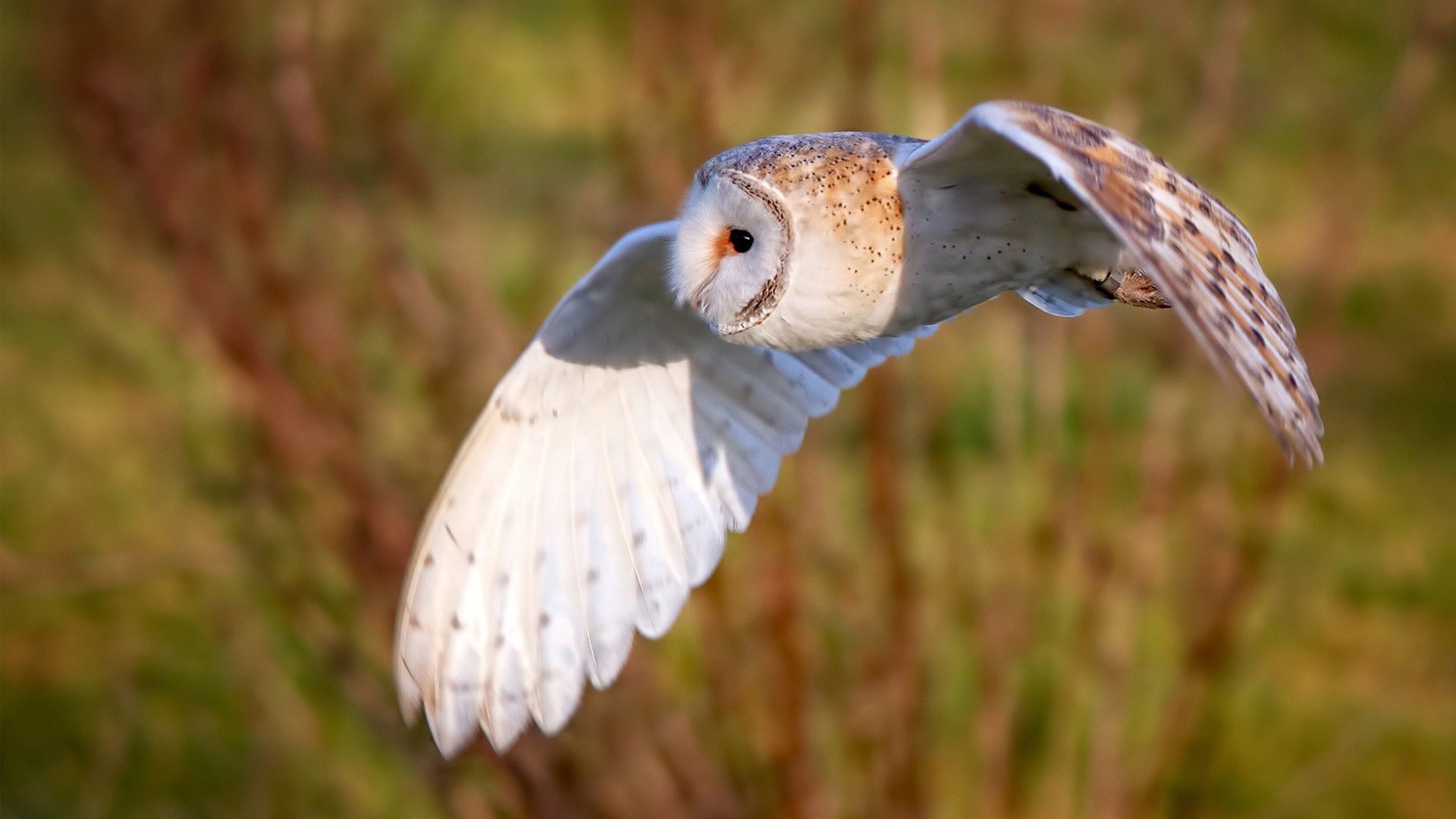 唯一性的双重奏,洪都拉斯征服曼联与奥纳纳的抢七神话