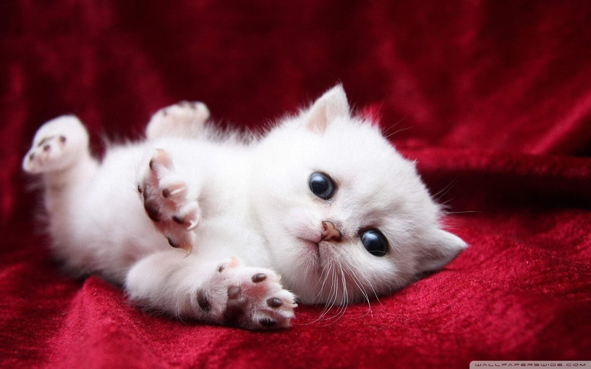 绞索与蓝图,灰熊如何用一场窒息式防守,为现代篮球写下残酷注脚