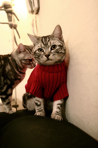 维也纳的金融闪电战与安菲尔德的球场风暴，努涅斯如何用足球一波带走南美经济阴霾？