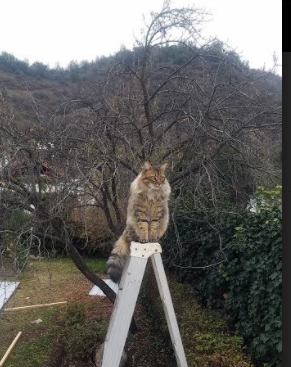 驯服巨人的艺术,卡塔尔式连续得分如何掐灭拜仁火焰,哈弗茨从沉默到关键的蜕变之路