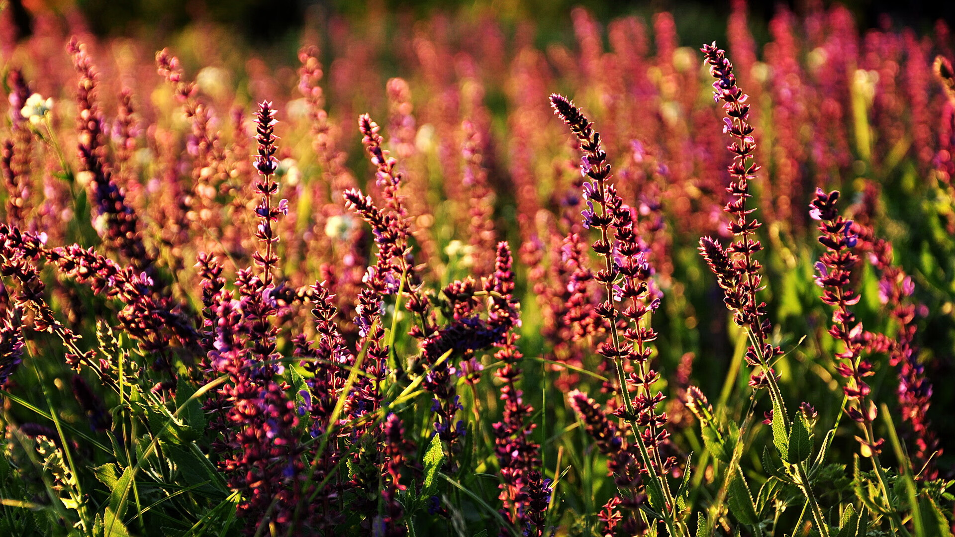 锁链与尖刀,贝恩窒息防守如何成为勇士王朝最后拼图,在终极较量中肢解湖人