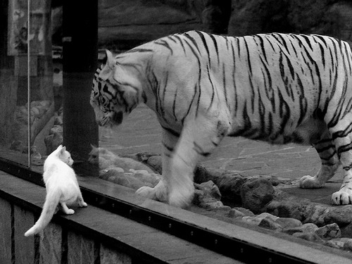 骑士主导比赛,福克斯化身关键先生成救世主