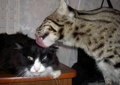 当篮球撞向绿茵，哈兰德用足球的季后赛模式为NBA夜晚加冕