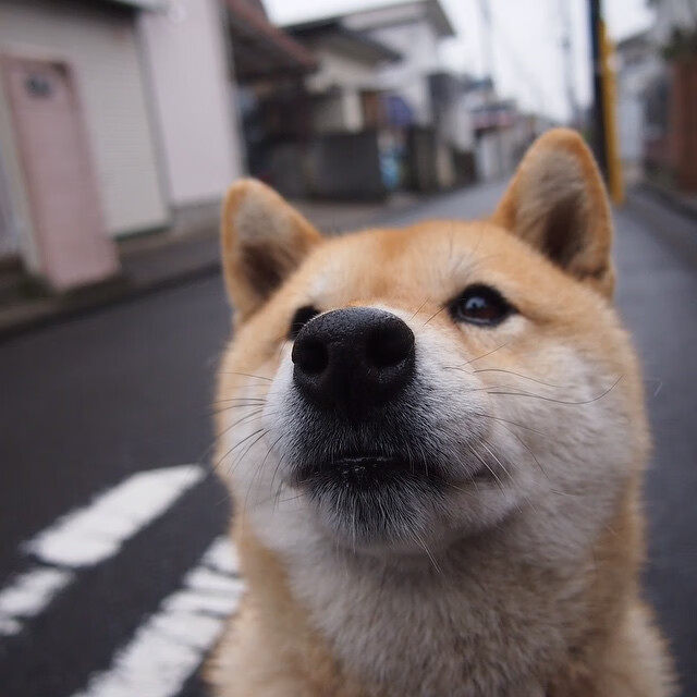 深夜的兵工厂，卡马文加，那台发动战争巨兽的隐形引擎