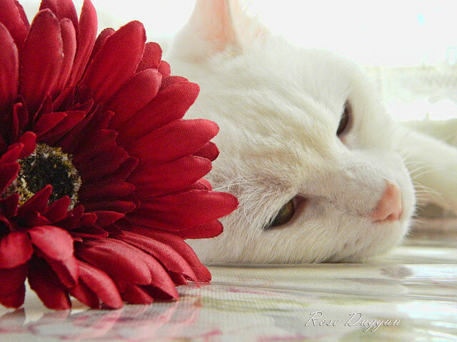 当欧洲魔术师遇上黄河怒吼，一场跨越大洋的篮球对话