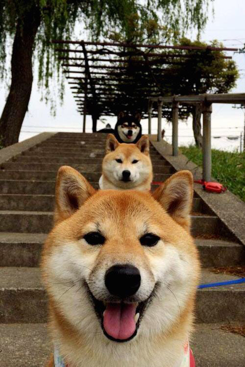 冰冷北境上演灼热演出，小贾伦单骑破局，黄蜂蛰伤活塞