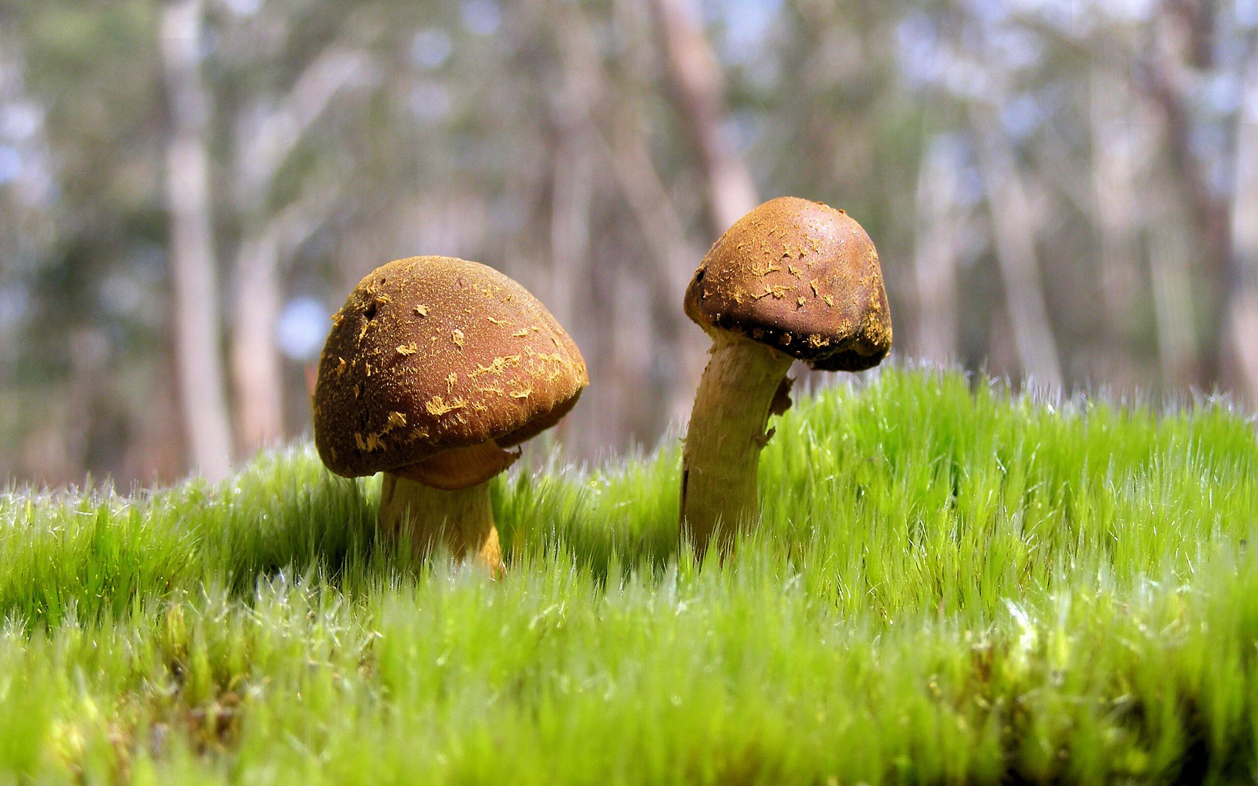 文明的对决，当文艺复兴遇上印加，抢七局谁主沉浮？