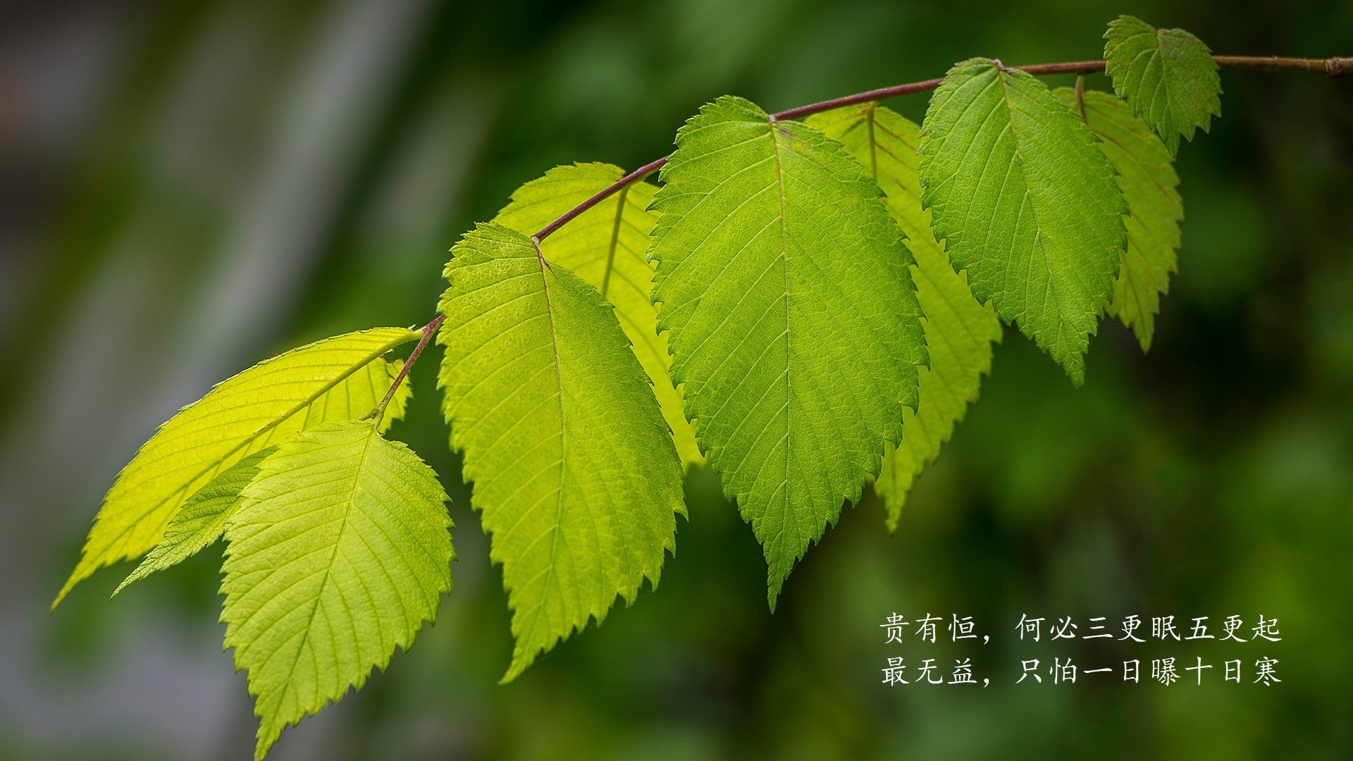 一场穿越十六年的回响,当哈兰德化身新星月,在纽约的夜空下为2026世界杯H组定调