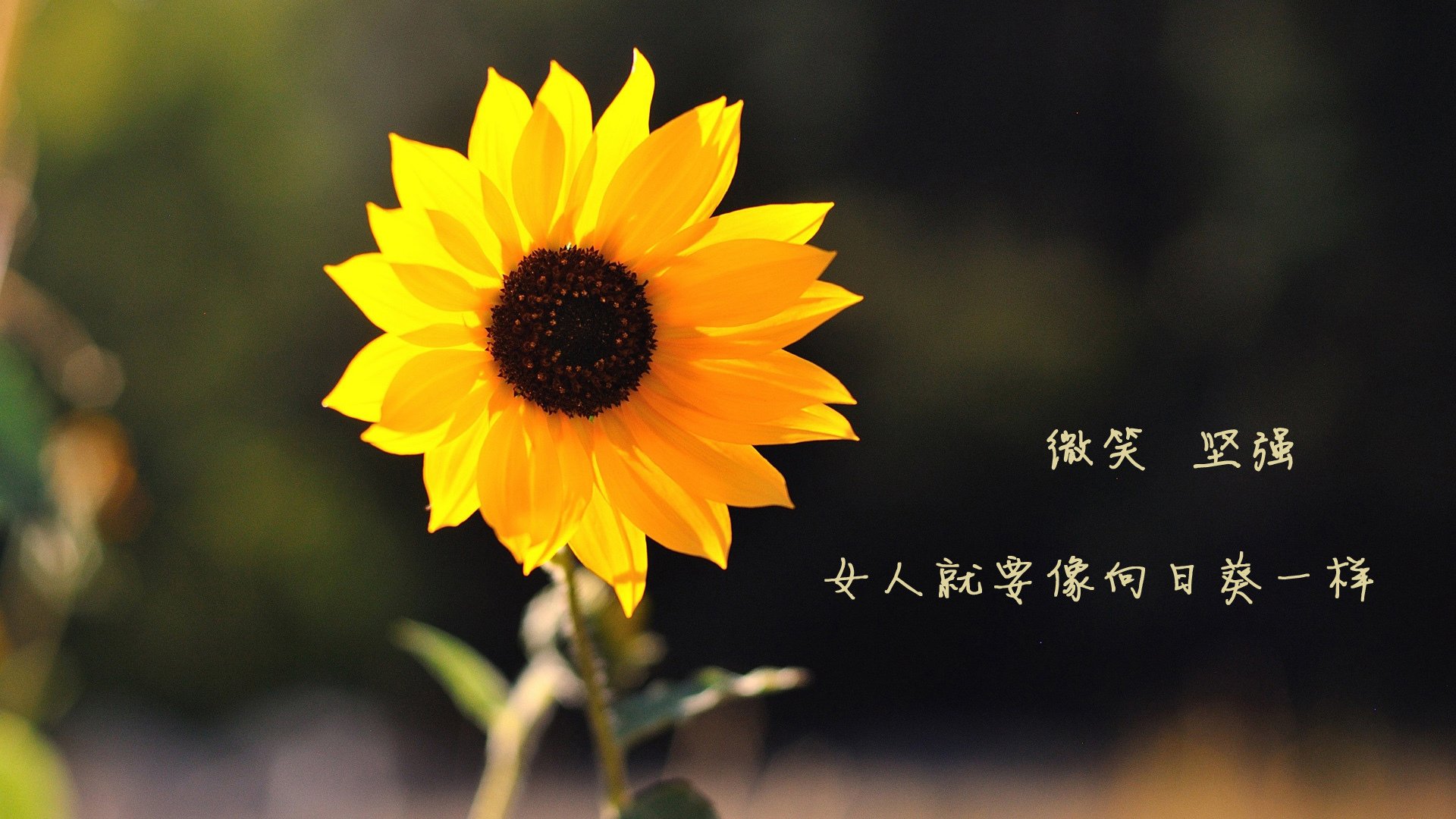 一剑封喉,2026世界杯半决赛,法国闪电战横扫奥地利,费利克斯引领反击风暴